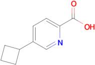 5-Cyclobutylpicolinic acid