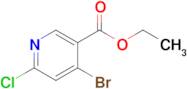 Ethyl 4-bromo-6-chloronicotinate