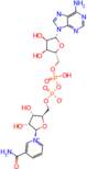 β-Nicotinamide Adenine Dinucleotide