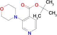 3-Morpholin-4-yl-isonicotinic acid tert-butyl ester