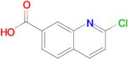 2-Chloroquinoline-7-carboxylic acid