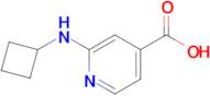 2-(Cyclobutylamino)isonicotinic acid