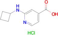 2-(Cyclobutylamino)isonicotinic acid hydrochloride