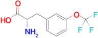 (S)-2-Amino-3-(3-(trifluoromethoxy)phenyl)propanoic acid