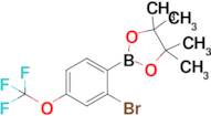 2-Bromo-4-(trifluoromethoxy)phenylboronic acid pinacol ester