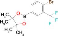 4-Bromo-3-(trifluoromethyl)phenylboronic acid pinacol ester