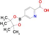 5-(4,4,5,5-Tetramethyl-1,3,2-dioxaborolan-2-yl)picolinic acid