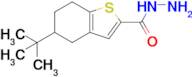 5-Tert-butyl-4,5,6,7-tetrahydro-1-benzothiophene-2-carbohydrazide