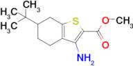 Methyl 3-amino-6-tert-butyl-4,5,6,7-tetrahydro-1-benzothiophene-2-carboxylate