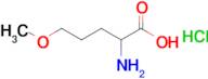 2-Amino-5-methoxypentanoic acid hydrochloride