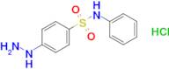 4-Hydrazinyl-N-phenylbenzene-1-sulfonamide hydrochloride