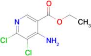 Ethyl 4-amino-5,6-dichloronicotinate