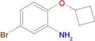 5-Bromo-2-cyclobutoxyaniline