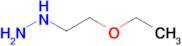 (2-Ethoxyethyl)hydrazine