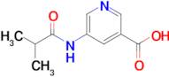 5-Isobutyramidonicotinic acid