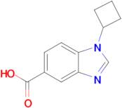 1-Cyclobutyl-1h-benzo[d]imidazole-5-carboxylic acid
