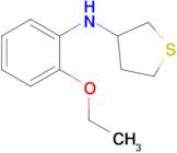 n-(2-Ethoxyphenyl)tetrahydrothiophen-3-amine