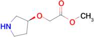 Methyl (S)-2-(pyrrolidin-3-yloxy)acetate