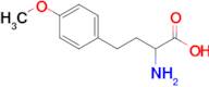 2-Amino-4-(4-methoxyphenyl)butanoic acid