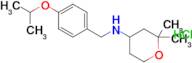 N-(4-isopropoxybenzyl)-2,2-dimethyltetrahydro-2H-pyran-4-amine hydrochloride