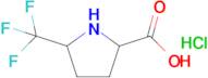 5-Trifluoromethyl-pyrrolidine-2-carboxylic acid hydrochloride