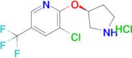 (S)-3-chloro-2-(pyrrolidin-3-yloxy)-5-(trifluoromethyl)pyridine hydrochloride