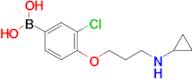 (3-Chloro-4-(3-(cyclopropylamino)propoxy)phenyl)boronic acid