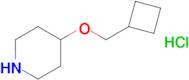 4-(Cyclobutylmethoxy)piperidine hydrochloride