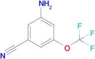 3-Amino-5-(trifluoromethoxy)benzonitrile