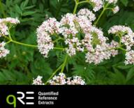 qRE Valeriana officinalis