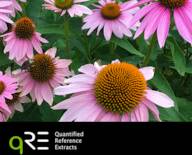 qRE Echinacea purpurea