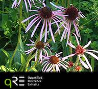 qRE Echinacea angustifolia