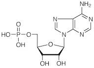 5'-Adenylic Acid