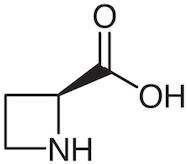 L-Azetidine-2-carboxylic Acid [Antagonist of L-Proline]