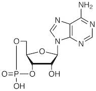 Adenosine 3',5'-Cyclic Monophosphate