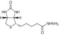 Biotin Hydrazide