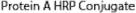 Protein A HRP Conjugate