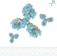 HIV1 p24 antibody