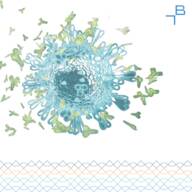 HIV1 p24 protein