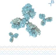 Collagen I α 2 antibody