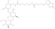 Biotinamidocaproate tobramycin amide