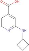 2-(Cyclobutylamino)isonicotinic acid