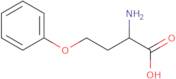 2-Amino-4-phenoxybutanoic acid
