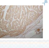 Anti-2SC antibody - 1mg/mL