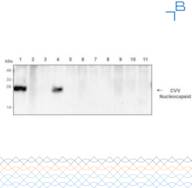 Anti-Cache Valley Virus (CVV) Nucleocaps - 1mg/mL