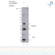 Anti-RAMP1 antibody - 1mg/mL