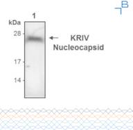 Anti-Kairi Virus (KRIV) Nucleocapsid ant - 0.2mg/mL