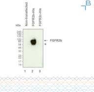 Anti-FGFR2b antibody - 1mg/mL