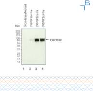 Anti-FGFR2c antibody - 1mg/mL