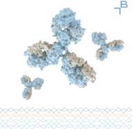 Anti-RAMP3 antibody - 0.2mg/mL